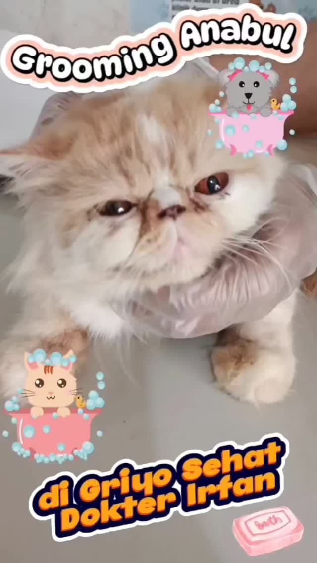 Post 7 by Irfan Vet 1 on Instagram (video)