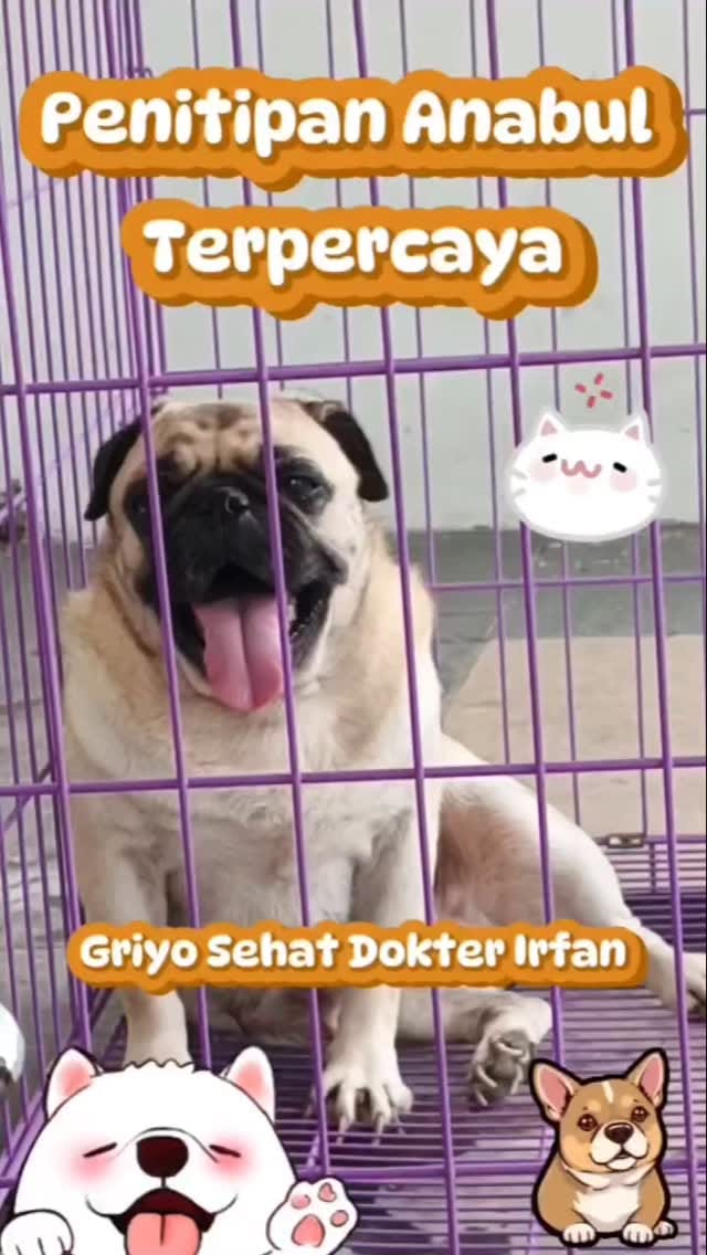 Post 5 by Irfan Vet 1 on Instagram (video)