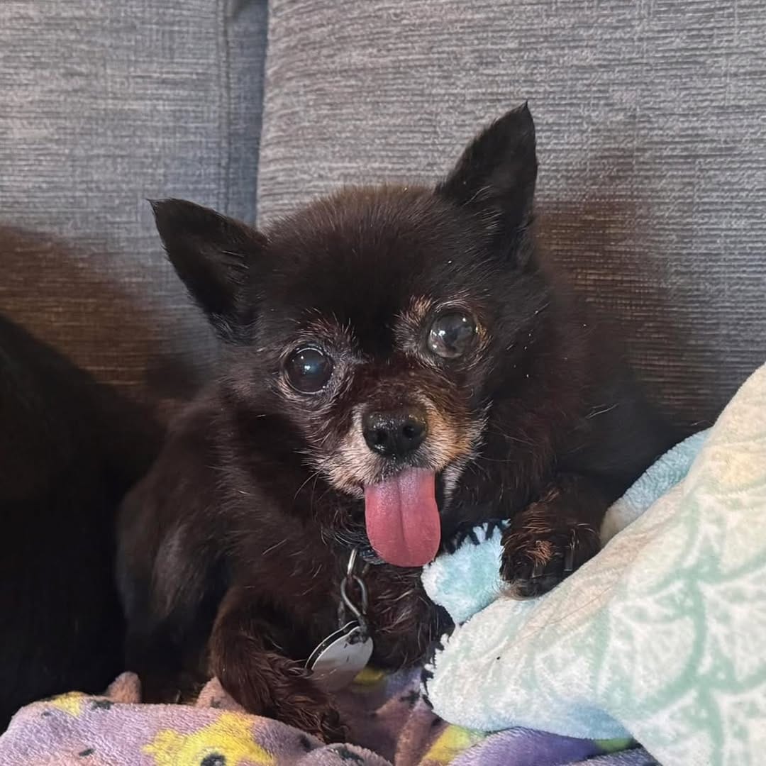 Post 7 by Old Dog Haven on Instagram (image)