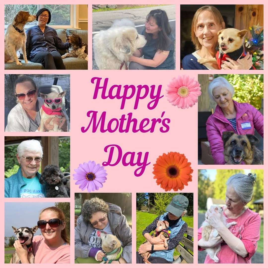 Post 9 by Old Dog Haven on Instagram (image)