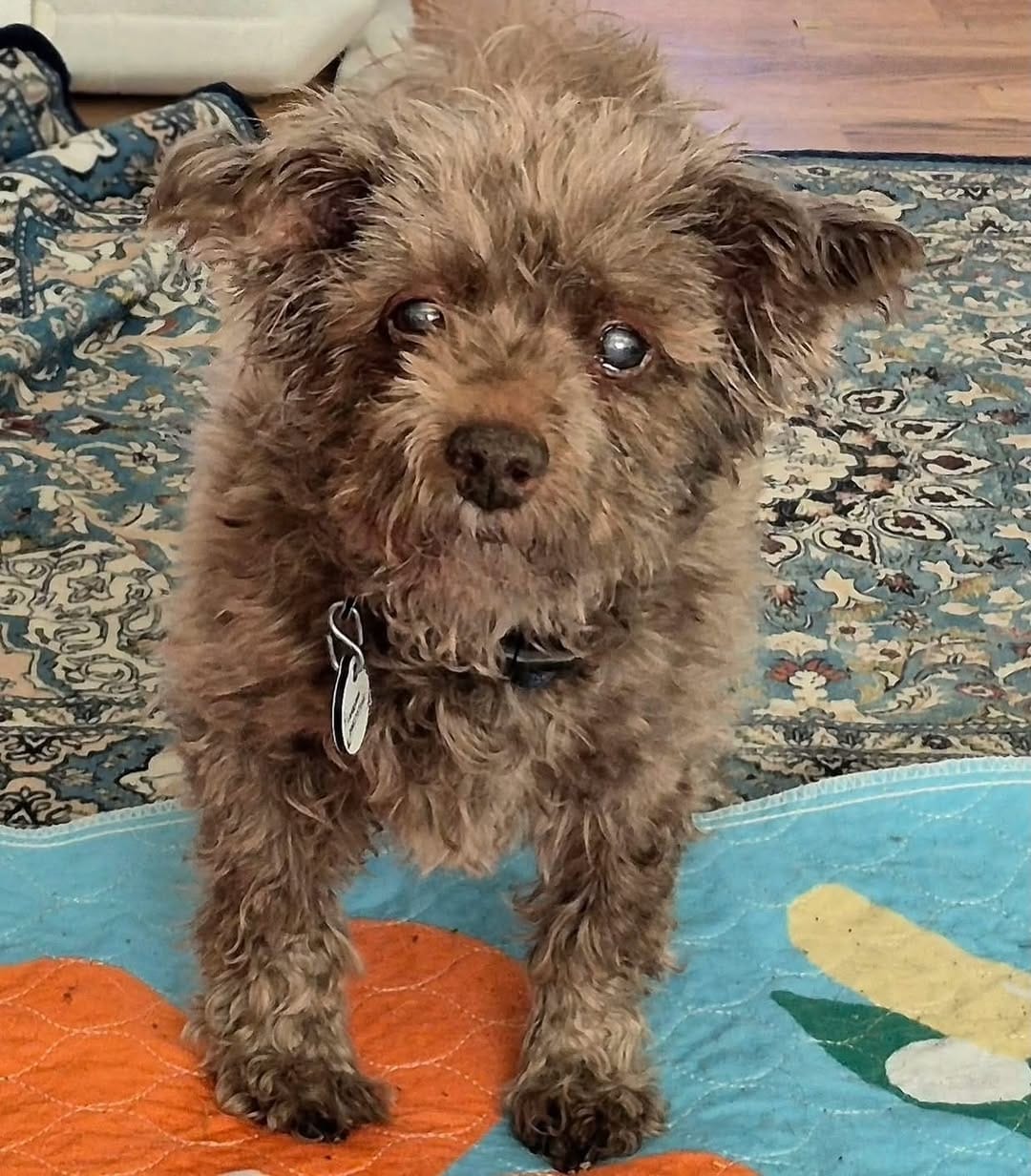 Post 8 by Old Dog Haven on Instagram (image)