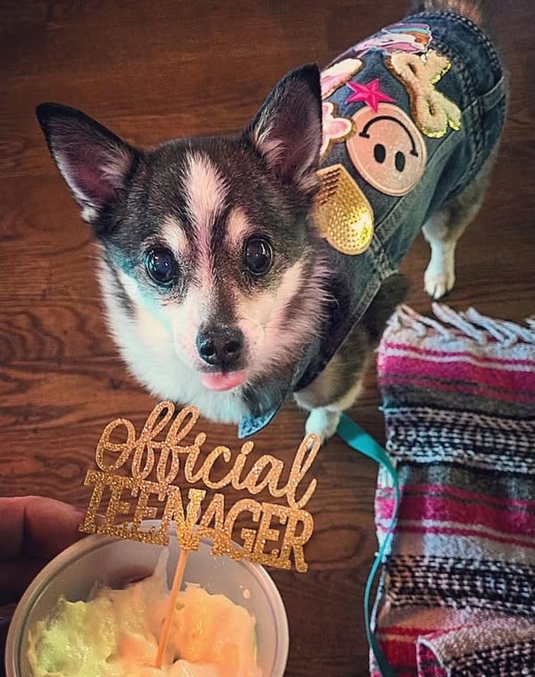 Post 5 by Old Dog Haven on Instagram (image)