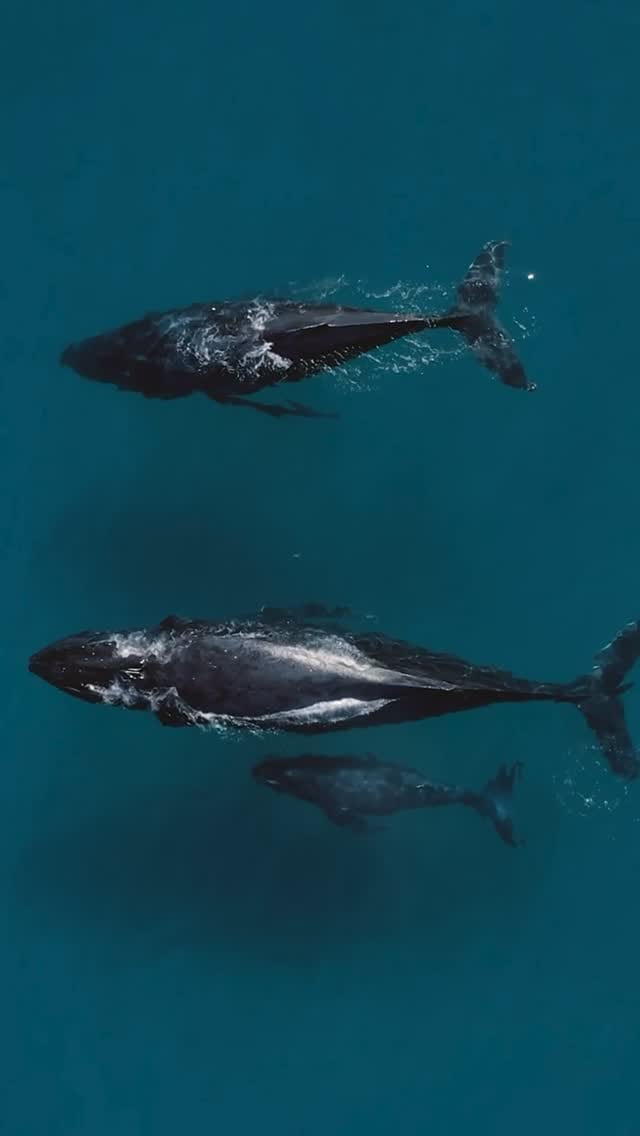 Post 5 by Humpbacks & High-Rises 🐋 on Instagram (video)