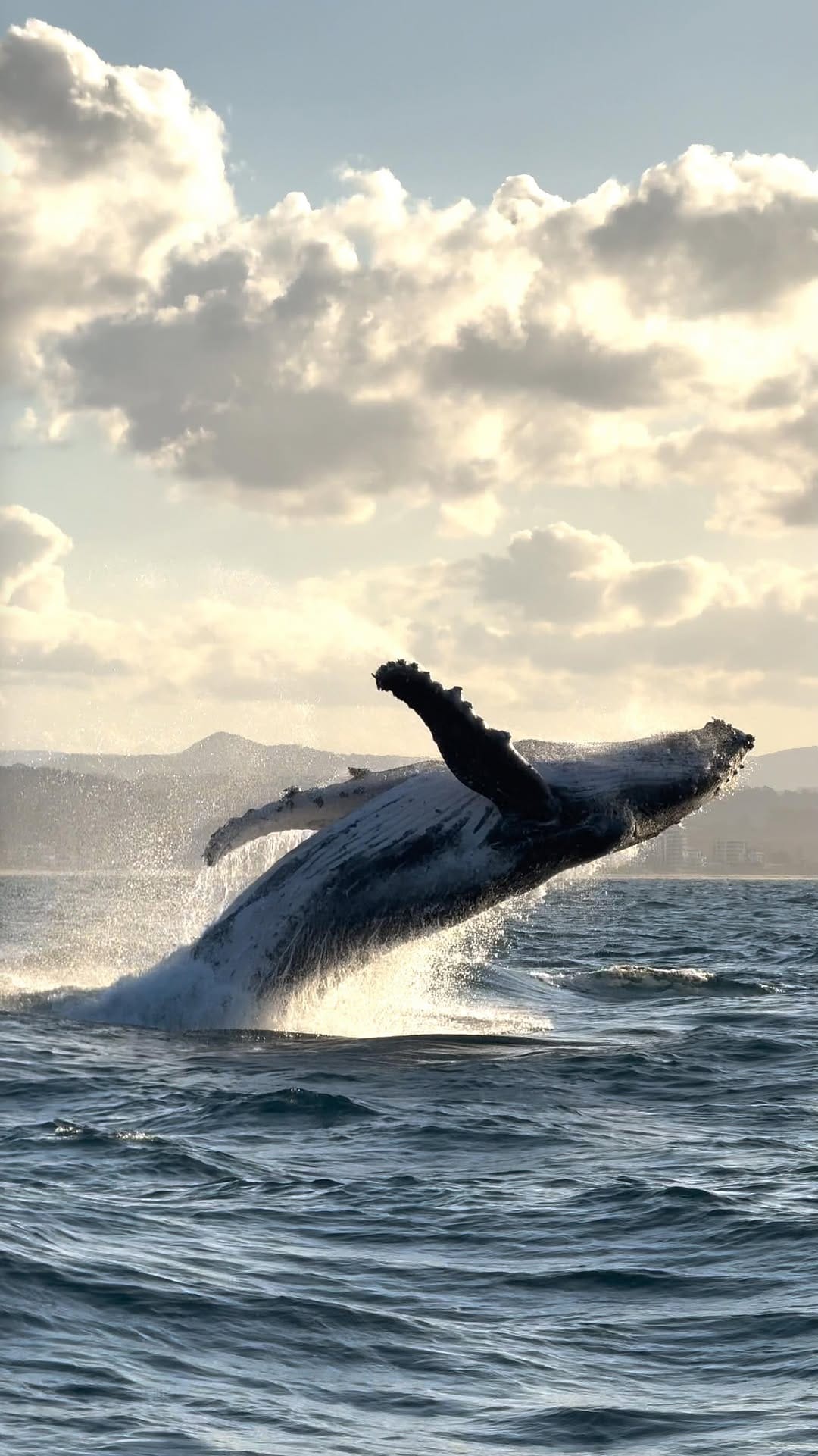 Post 8 by Humpbacks & High-Rises 🐋 on Instagram (video)