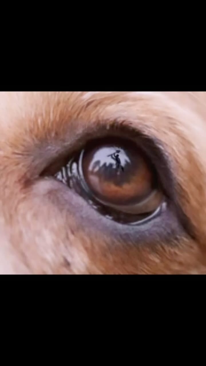 Post 4 by 𝑀𝒾𝒽𝓇𝒾𝒷𝒶𝓃 on Instagram (video)