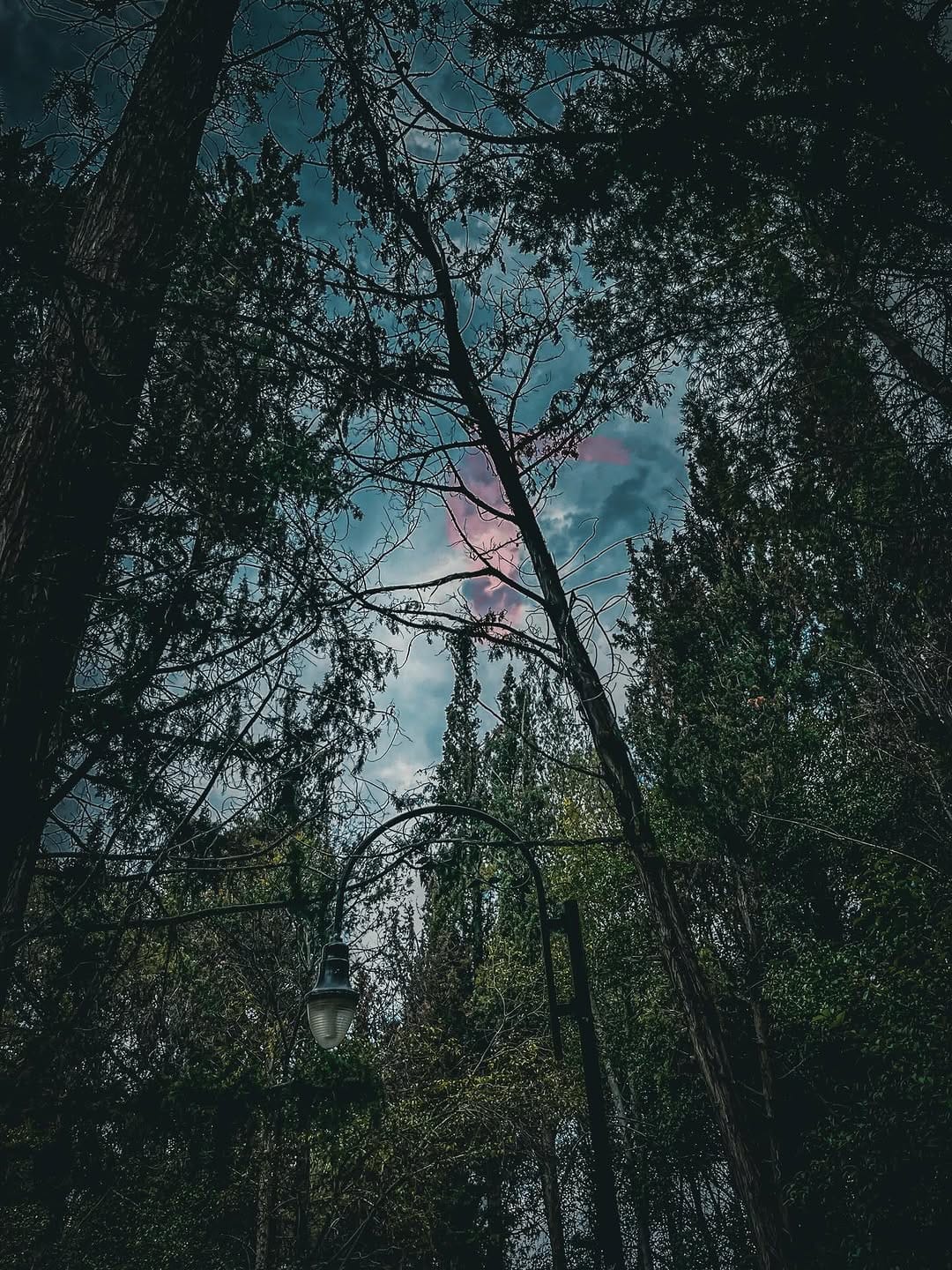 Post 10 by Vic Flowers on Instagram (image)