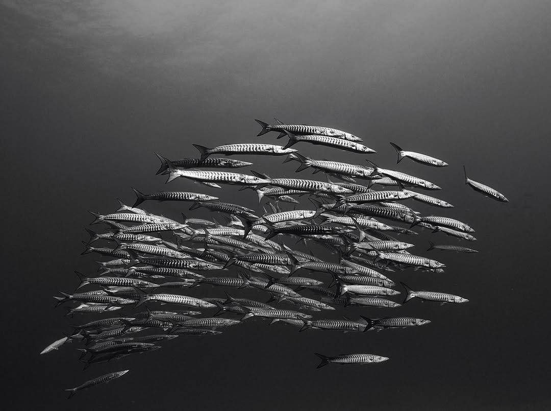 Post 10 by Paul Younan on Instagram (image)