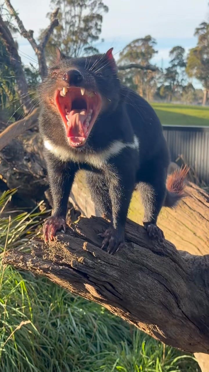 Post 1 by Trowunna Wildlife Sanctuary on Instagram (video)