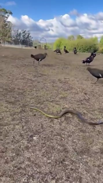 Post 7 by Trowunna Wildlife Sanctuary on Instagram (video)