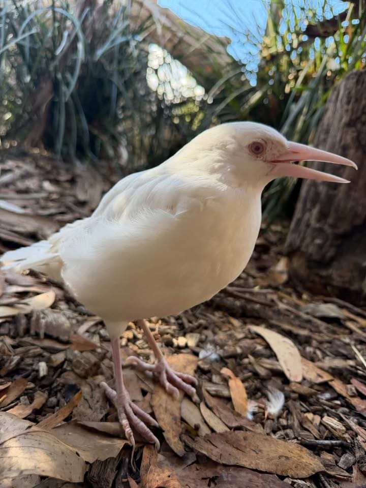 Post 6 by Trowunna Wildlife Sanctuary on Instagram (image)