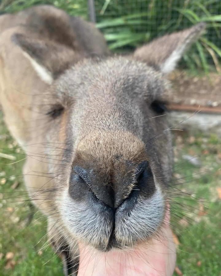 Post 4 by Trowunna Wildlife Sanctuary on Instagram (image)