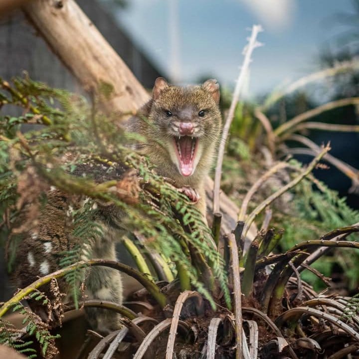 Post 3 by Trowunna Wildlife Sanctuary on Instagram (image)