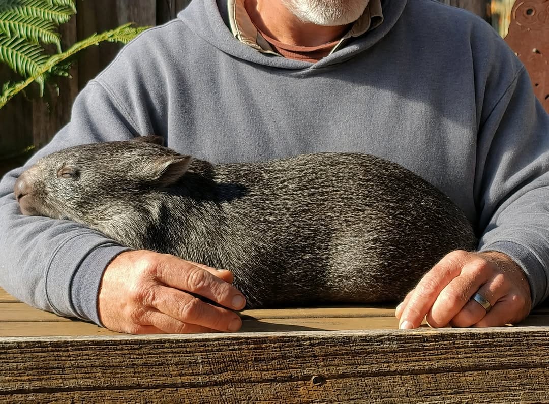 Post 5 by Trowunna Wildlife Sanctuary on Instagram (image)