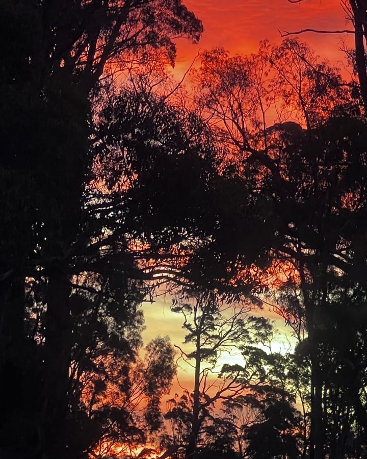 Post 10 by Trowunna Wildlife Sanctuary on Instagram (image)