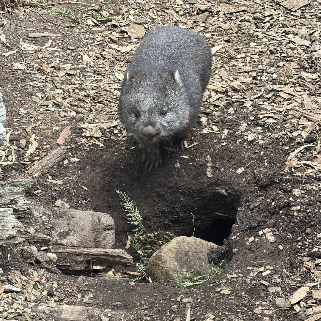 Post 8 by Trowunna Wildlife Sanctuary on Instagram (image)