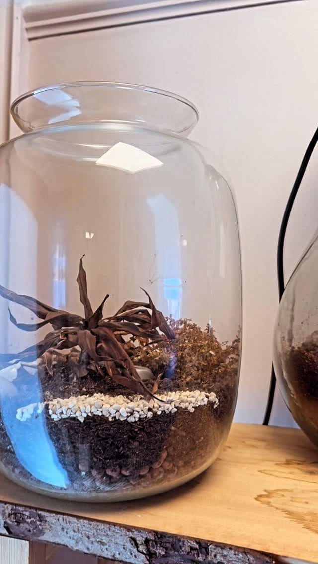 Post 4 by TheLittleShopofPlants on Instagram (video)