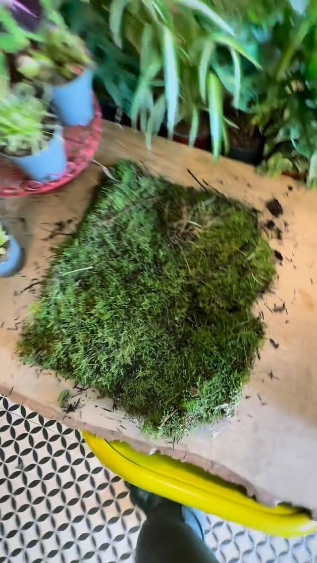 Post 1 by TheLittleShopofPlants on Instagram (video)