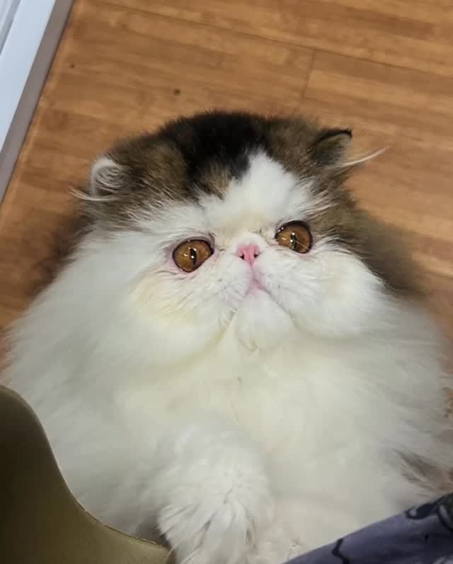Post 7 by Home of Mamoera & Mamoera Cattery on Instagram (video)