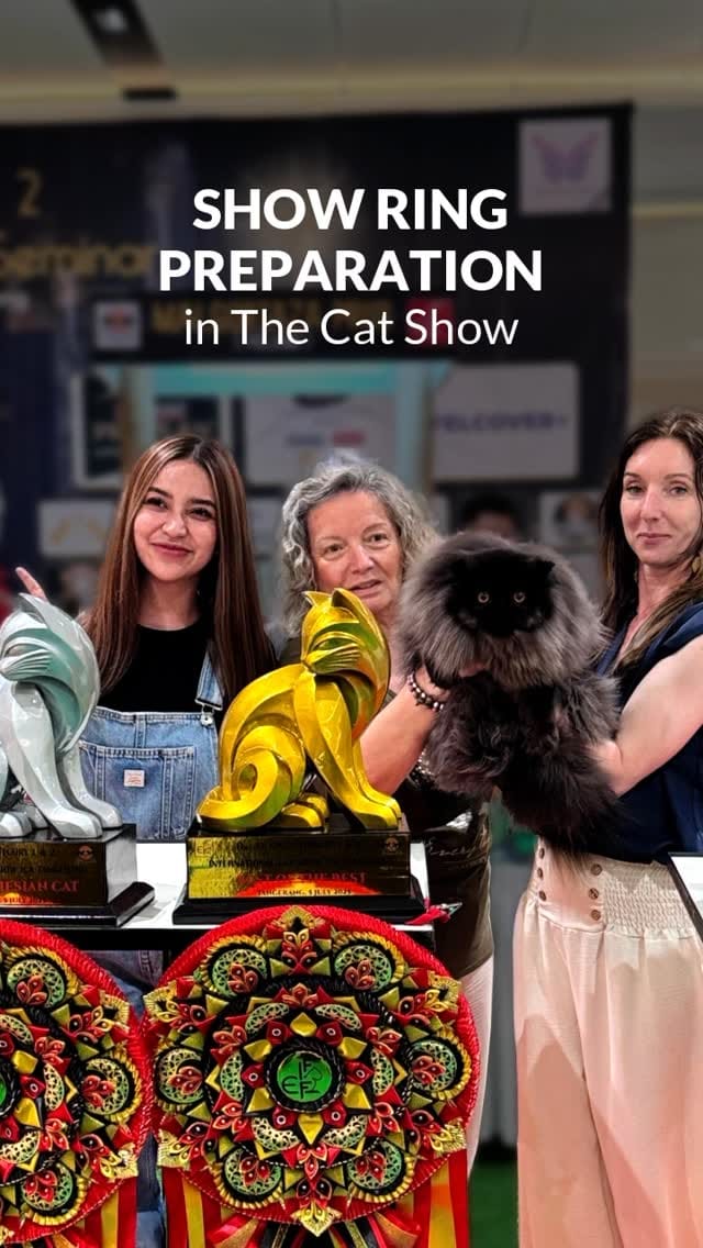 Post 9 by Home of Mamoera & Mamoera Cattery on Instagram (video)