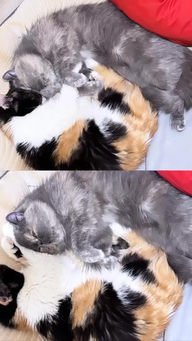 Post 4 by Home of Mamoera & Mamoera Cattery on Instagram (video)