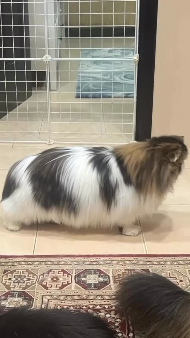 Post 5 by Home of Mamoera & Mamoera Cattery on Instagram (video)