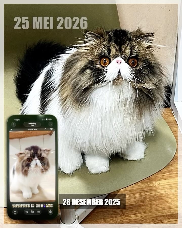 Post 6 by Home of Mamoera & Mamoera Cattery on Instagram (video)