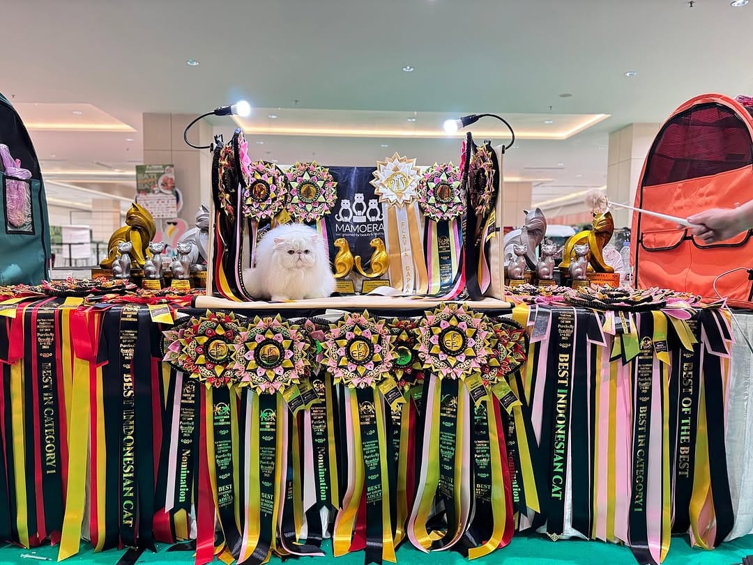 Post 10 by Home of Mamoera & Mamoera Cattery on Instagram (carousel)