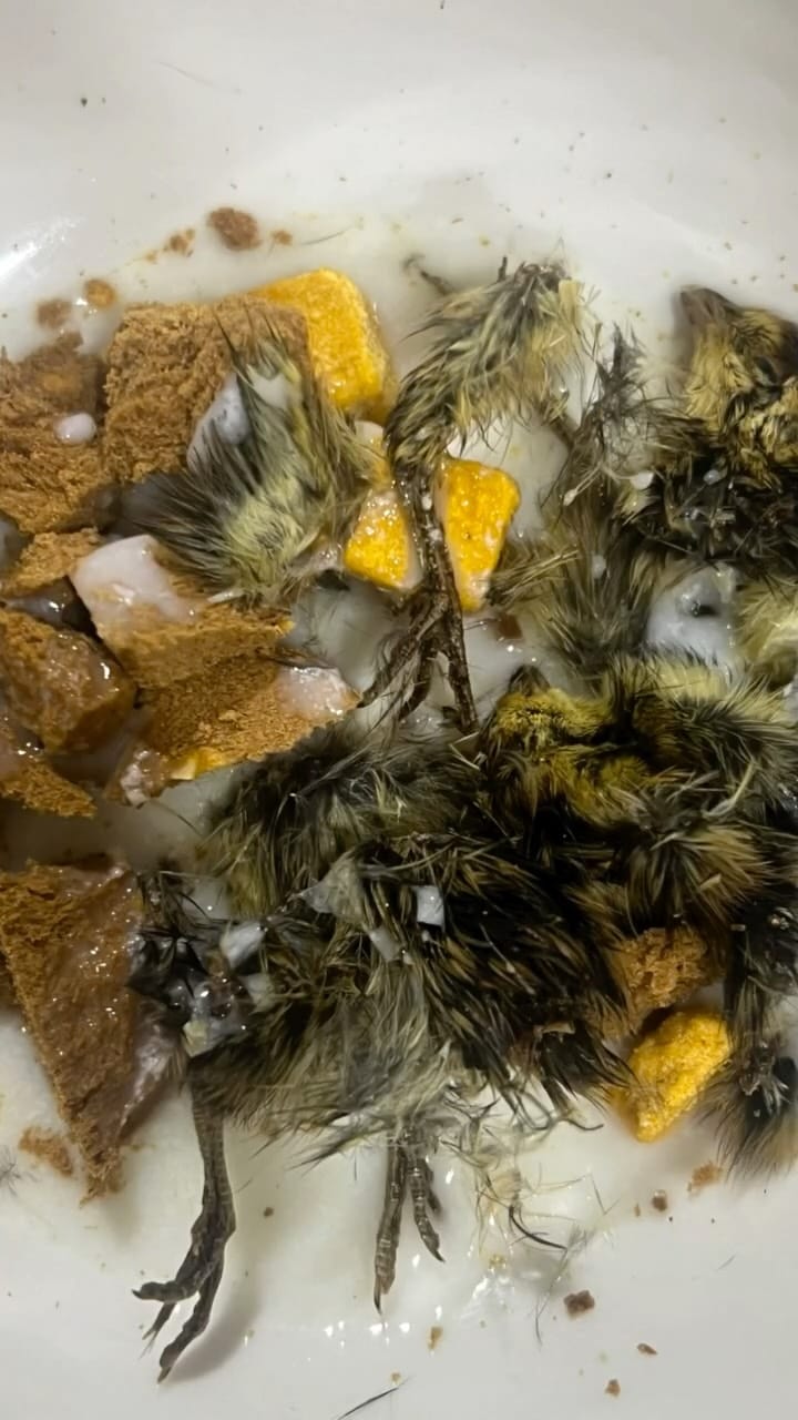 Post 2 by Home of Mamoera & Mamoera Cattery on Instagram (video)