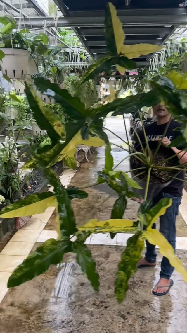 Post 2 by plant_aa on Instagram (video)