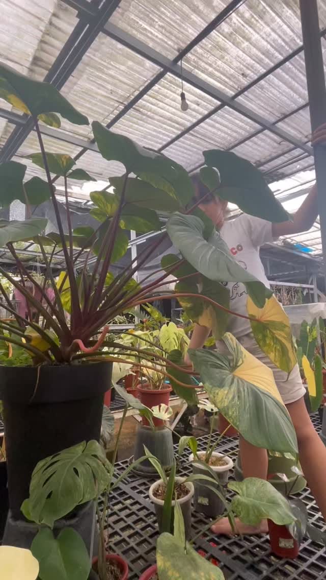 Post 7 by plant_aa on Instagram (video)
