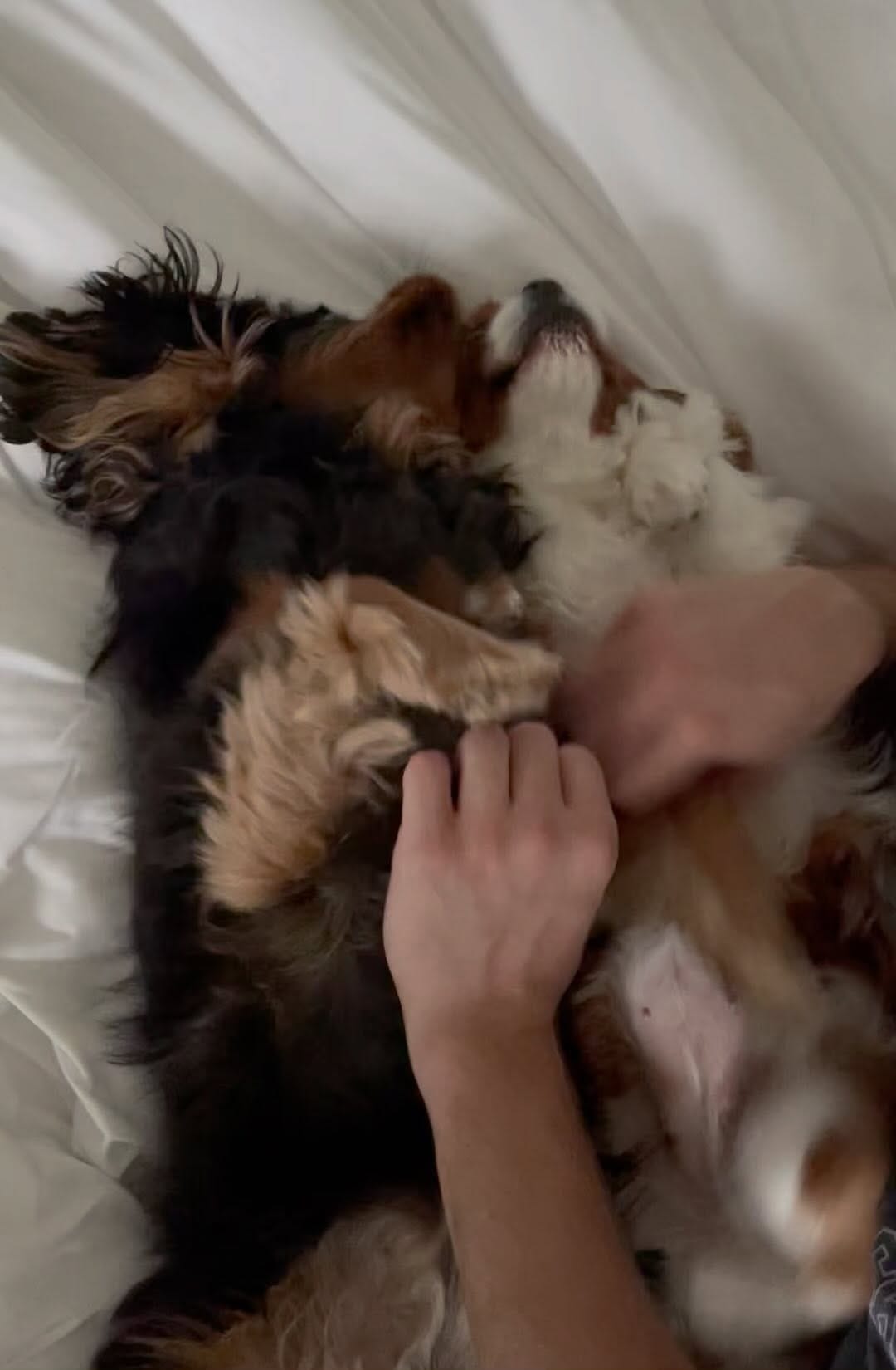 Post 4 by Lima & Luna the Cavaliers on Instagram (video)