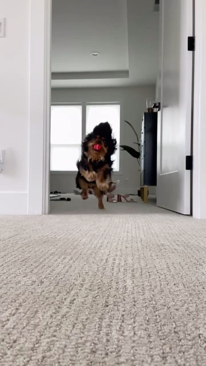 Post 1 by Lima & Luna the Cavaliers on Instagram (video)