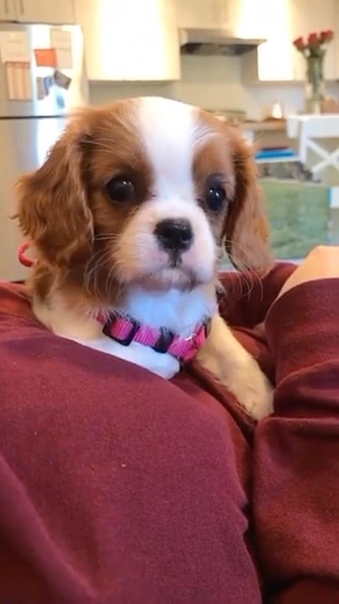 Post 8 by Lima & Luna the Cavaliers on Instagram (video)