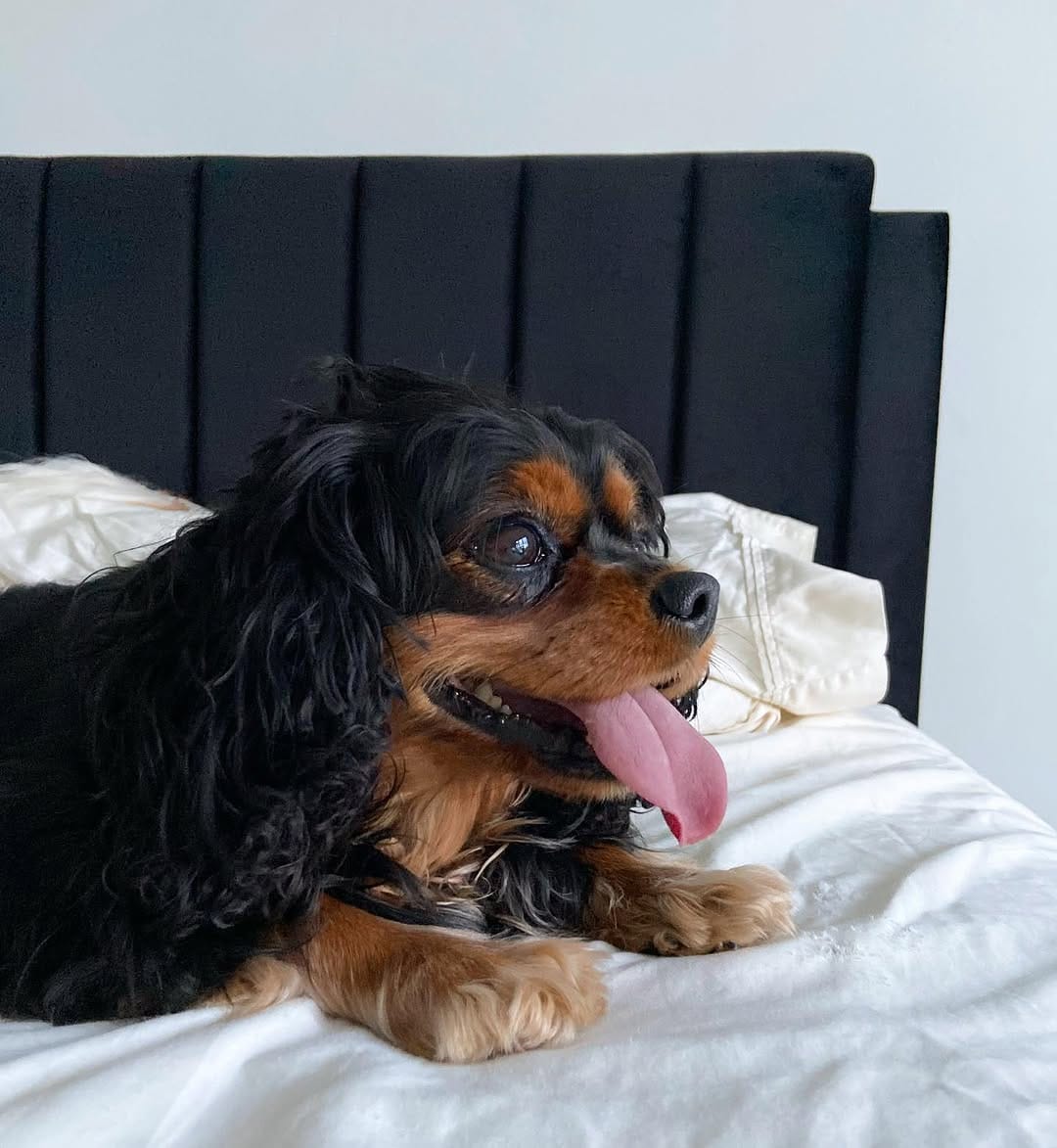 Post 10 by Lima & Luna the Cavaliers on Instagram (image)