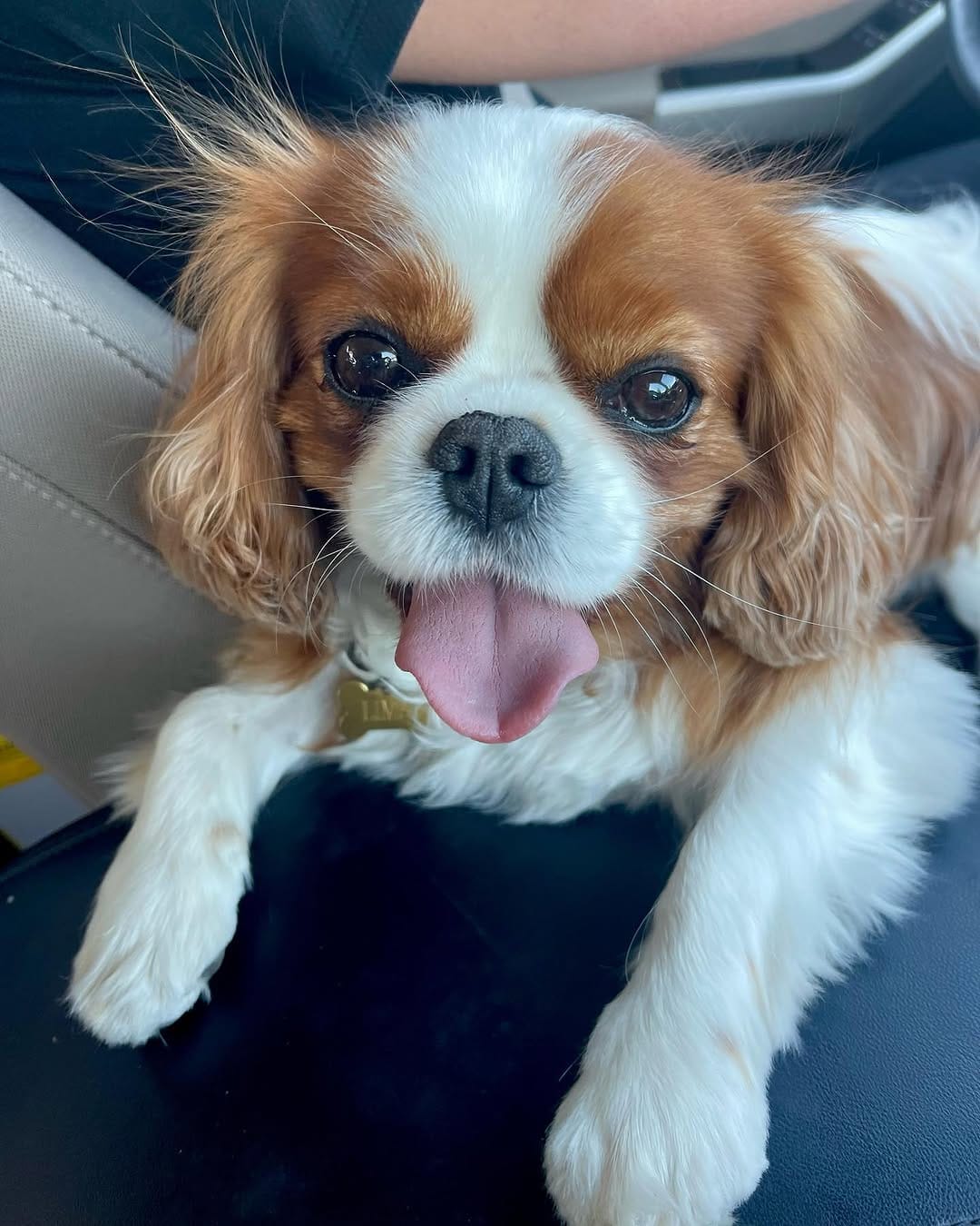 Post 3 by Lima & Luna the Cavaliers on Instagram (image)