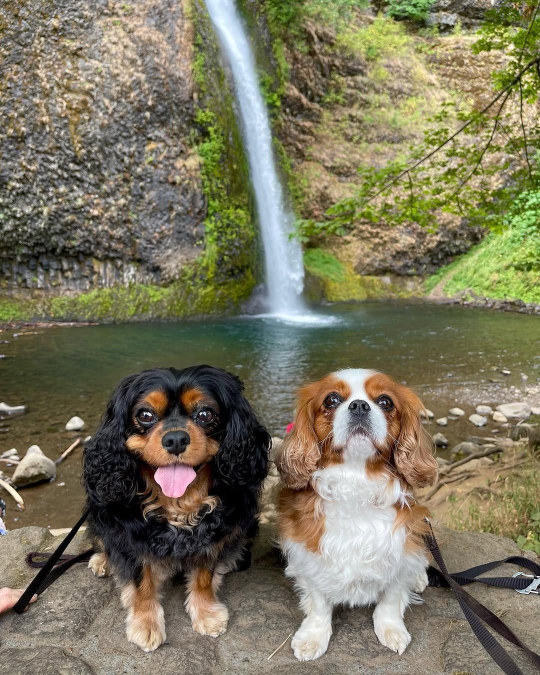 Post 2 by Lima & Luna the Cavaliers on Instagram (image)