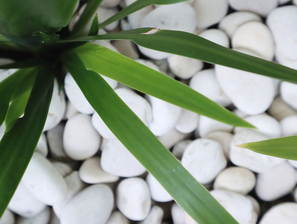 Post 9 by Soul Beach House & Bungalow on Instagram (image)