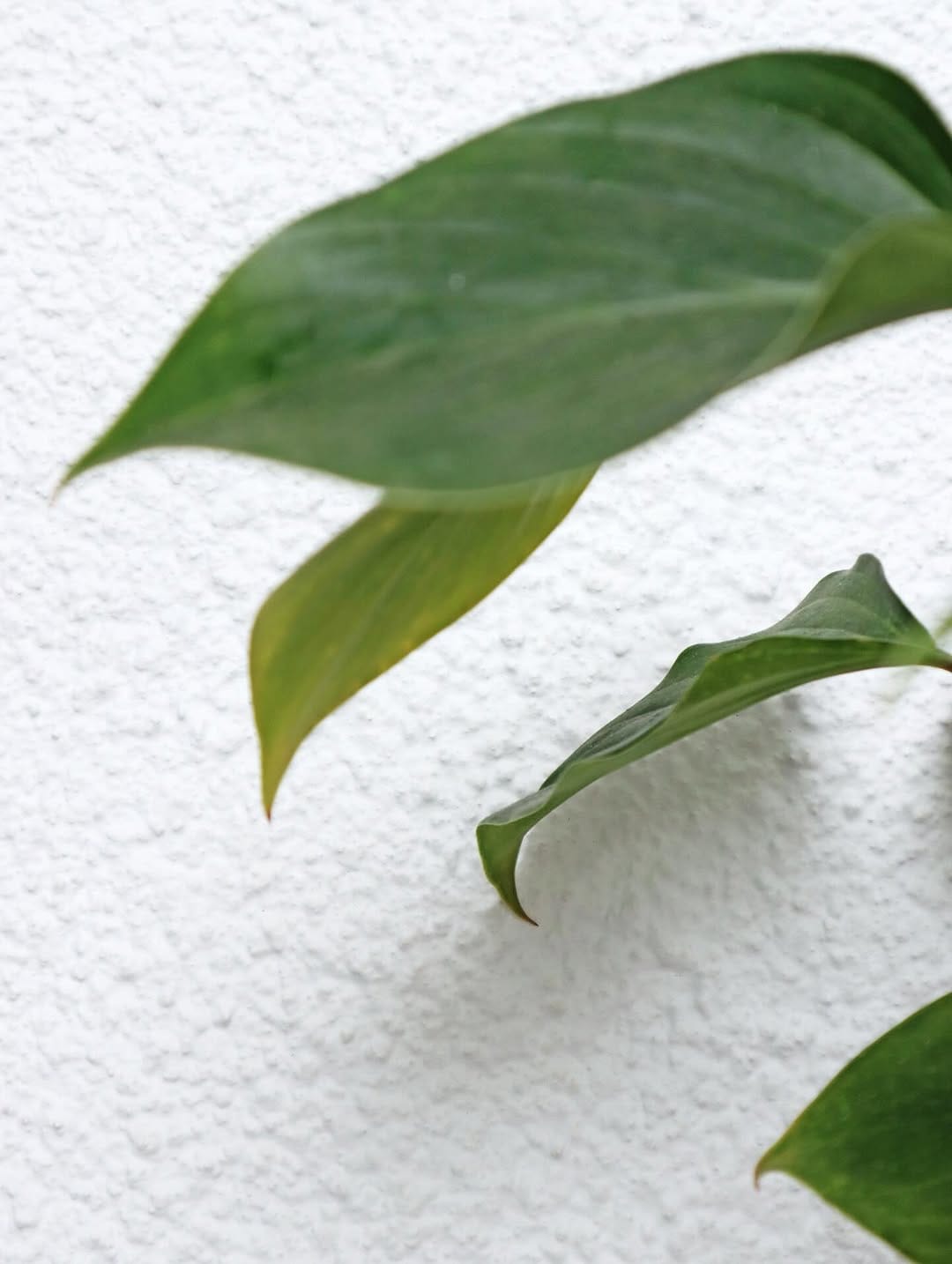 Post 4 by Soul Beach House & Bungalow on Instagram (image)