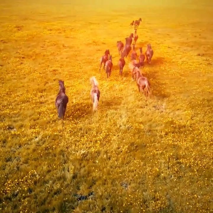 Post 7 by Huy Le on Instagram (video)
