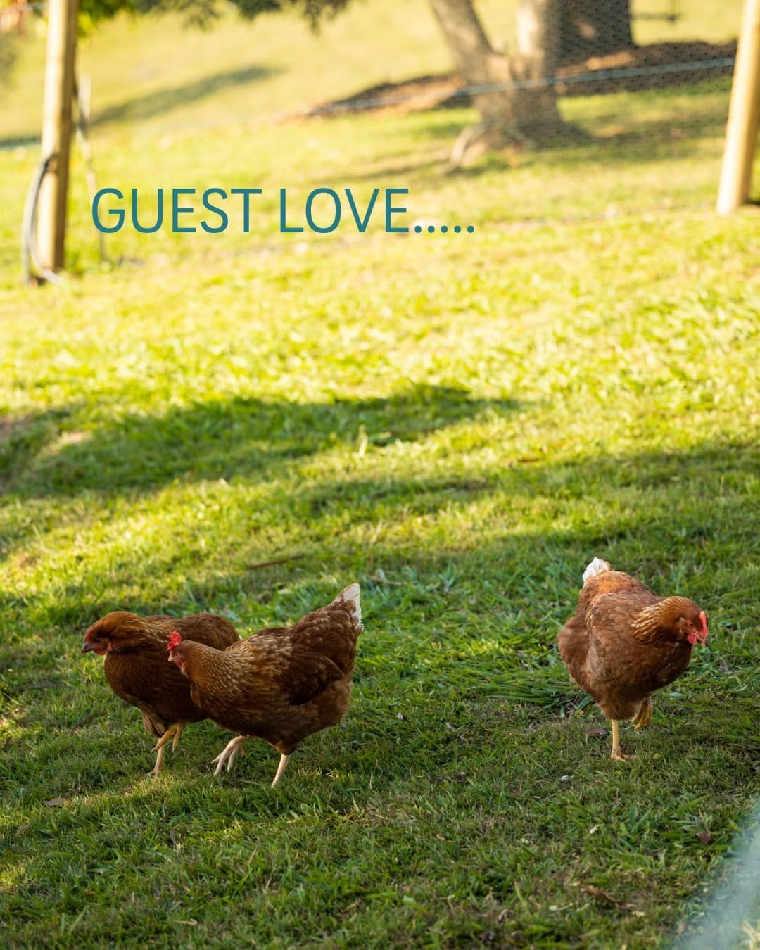 Post 1 by Thirlestane Farm | Sunshine Coast Farm Stay on Instagram (carousel)