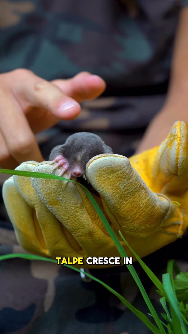 Post 8 by 𝗙𝗿𝗮𝗻𝗰𝗲𝘀𝗰𝗼 𝗖𝗮𝗴𝗴𝗶𝗮𝗻𝗼🐍 on Instagram (video)