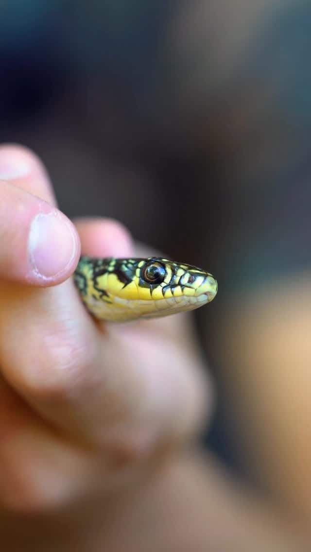 Post 9 by 𝗙𝗿𝗮𝗻𝗰𝗲𝘀𝗰𝗼 𝗖𝗮𝗴𝗴𝗶𝗮𝗻𝗼🐍 on Instagram (video)