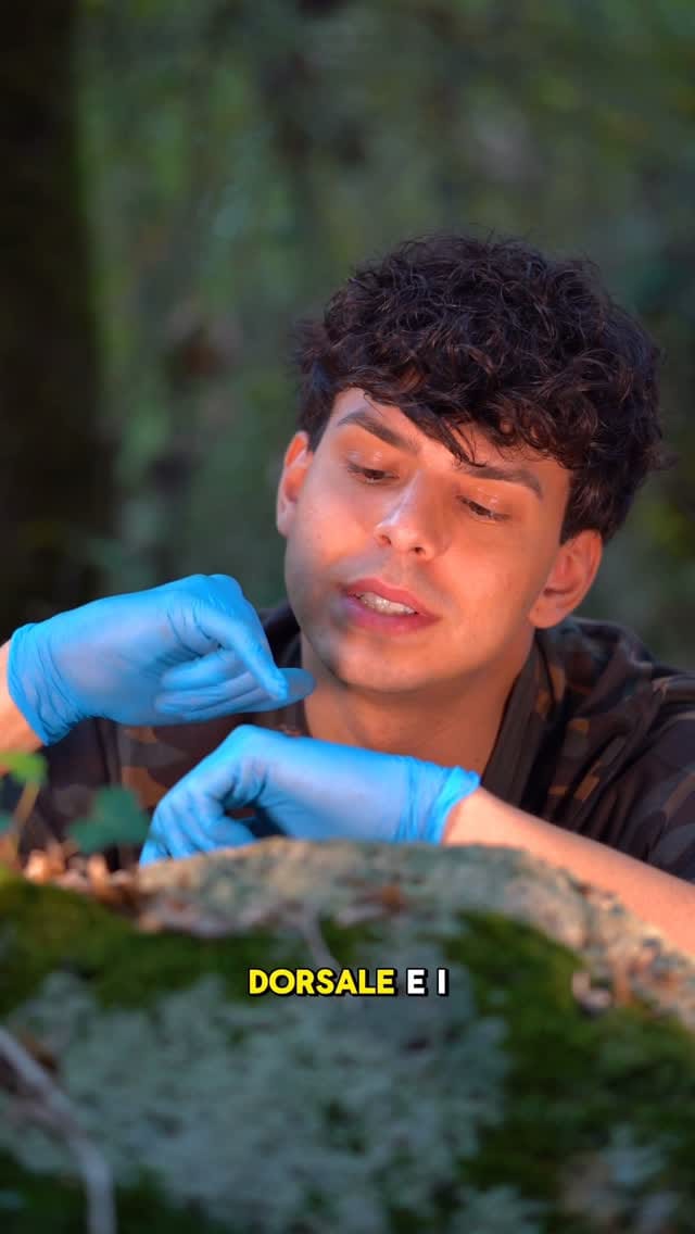 Post 7 by 𝗙𝗿𝗮𝗻𝗰𝗲𝘀𝗰𝗼 𝗖𝗮𝗴𝗴𝗶𝗮𝗻𝗼🐍 on Instagram (video)