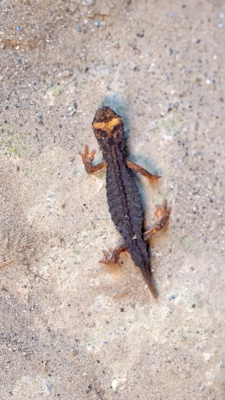 Post 4 by 𝗙𝗿𝗮𝗻𝗰𝗲𝘀𝗰𝗼 𝗖𝗮𝗴𝗴𝗶𝗮𝗻𝗼🐍 on Instagram (video)