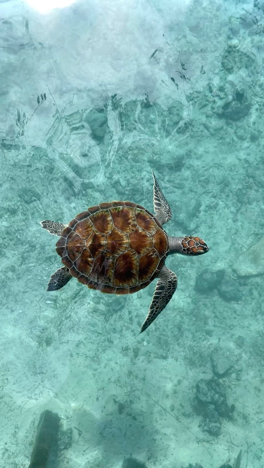 Post 8 by Rebeca Rodrigues Gonçalves on Instagram (video)