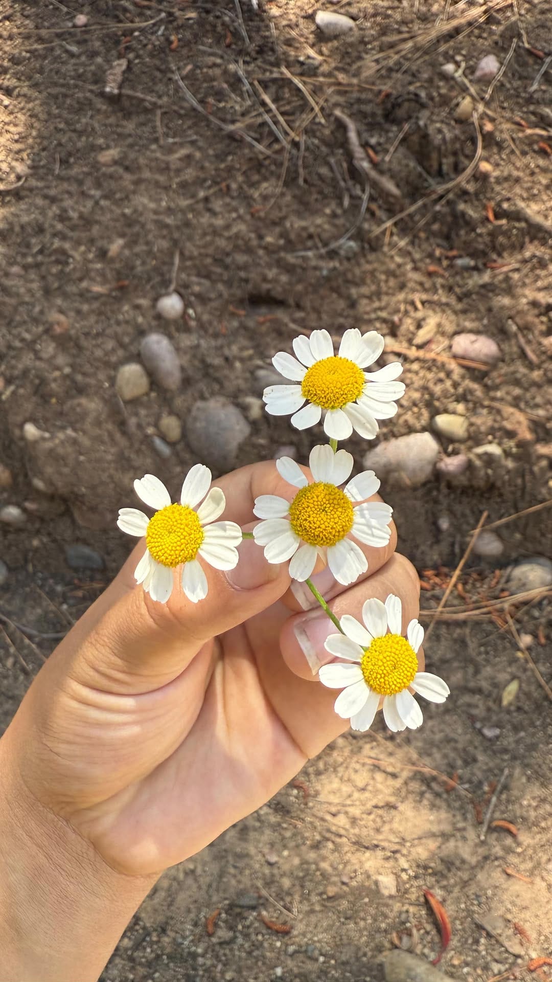 Post 9 by 🌵𝚂𝟹 𝙲𝚘𝚏𝚏𝚎𝚎 𝙱𝚊𝚛🌵 on Instagram (video)