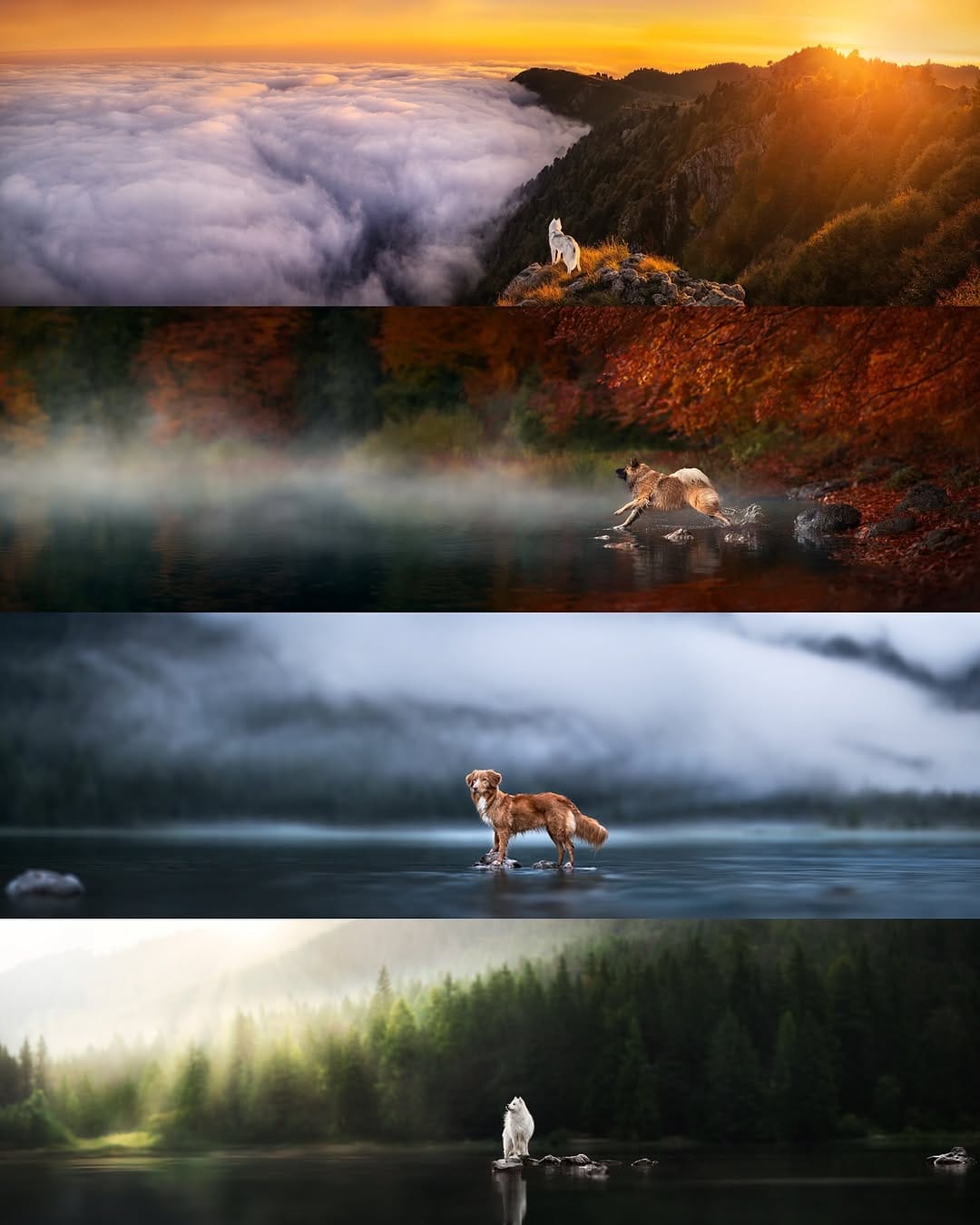 Post 9 by Camille Dog Photographer 📸✨🐺 on Instagram (carousel)