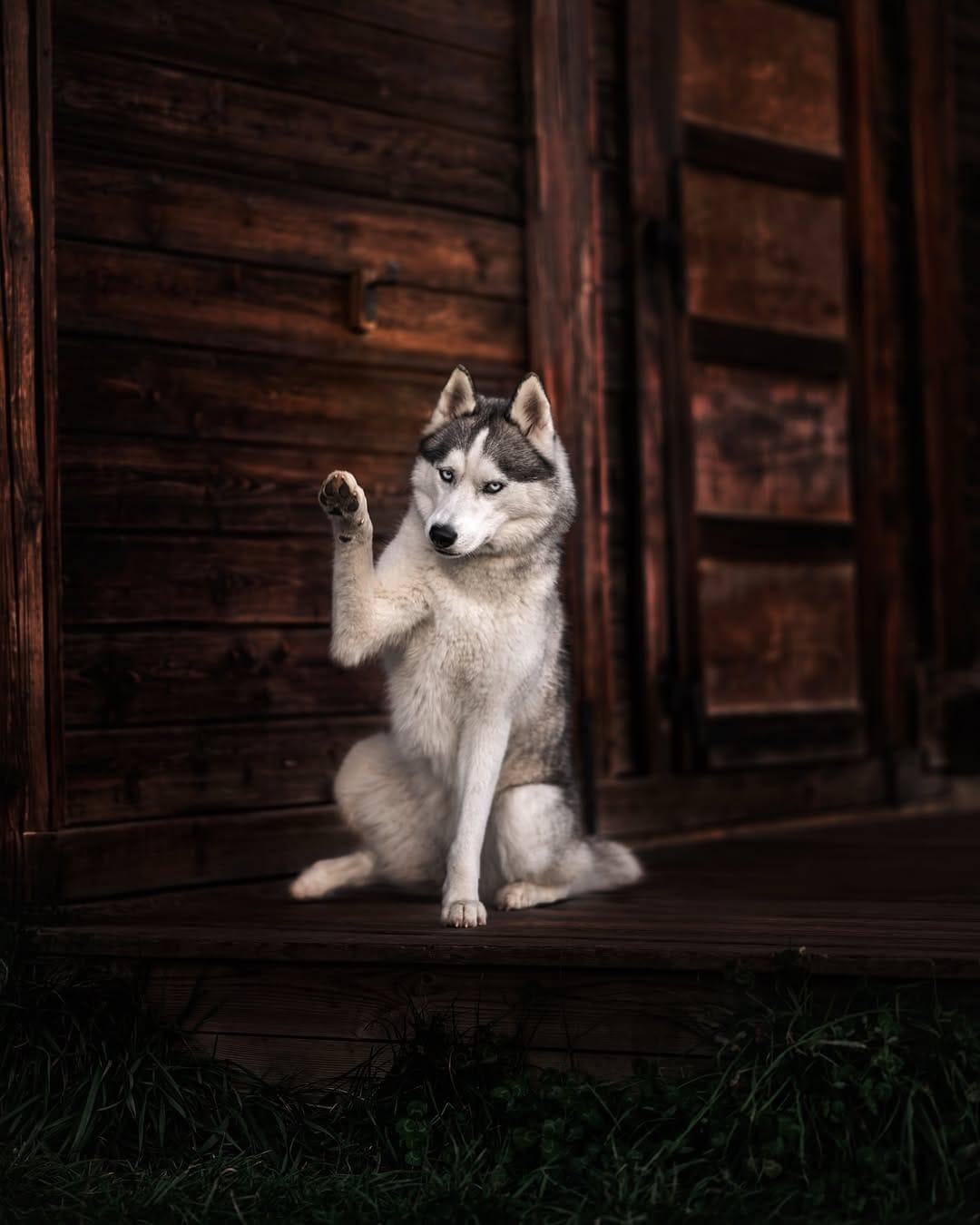 Post 1 by Camille Dog Photographer 📸✨🐺 on Instagram (image)