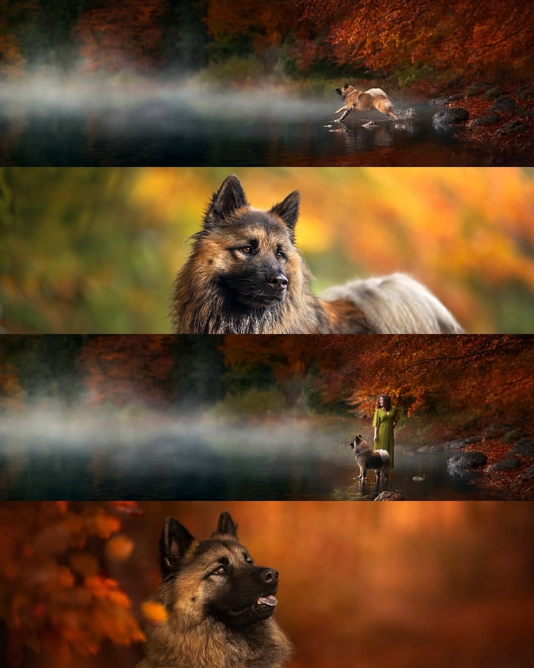 Post 5 by Camille Dog Photographer 📸✨🐺 on Instagram (carousel)