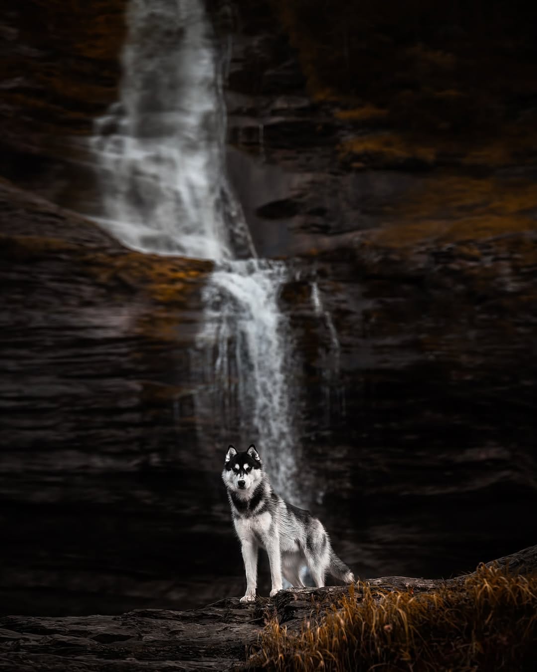 Post 3 by Camille Dog Photographer 📸✨🐺 on Instagram (image)